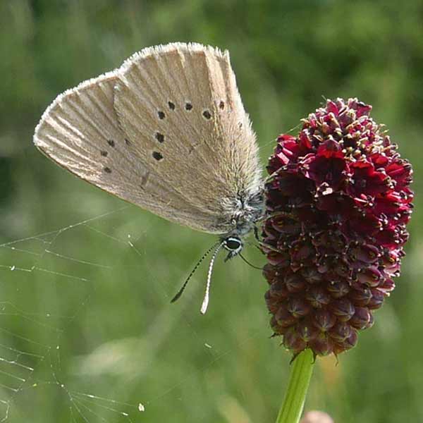 Dunkler Moorbläuling.Foto: Manfred Steffen