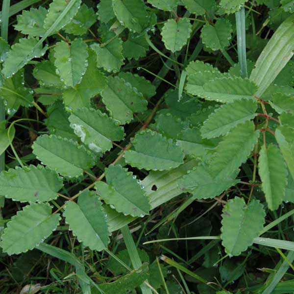Grosser Wiesenknopf. Foto Werner Stirnimann