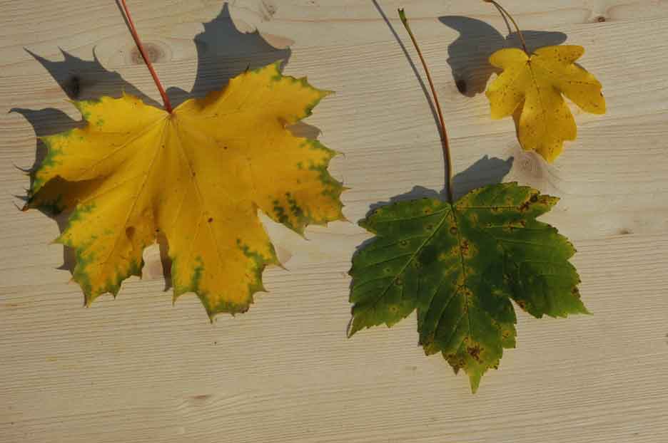 Spitz- und Feldahorn